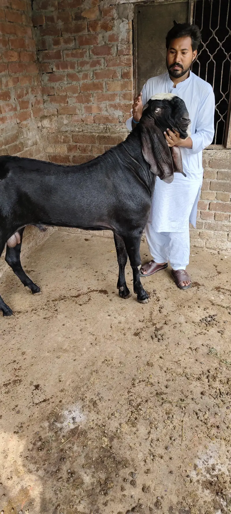 agr to achi nasal banani hai to rabta kry achi bakriyon Waly hazart ra — photo 2
