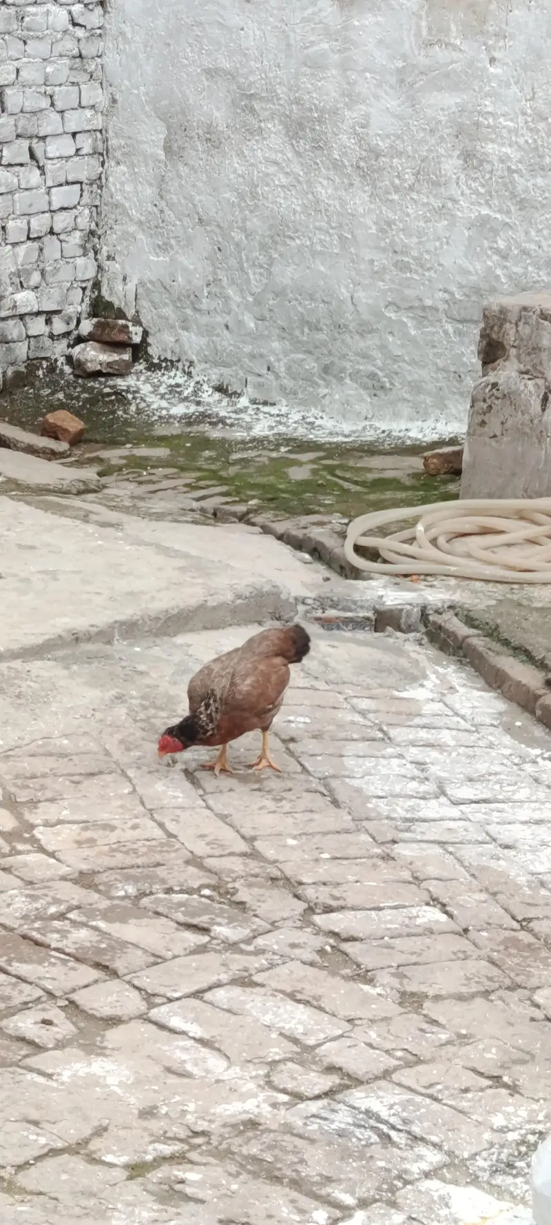 Aseel — photo 6