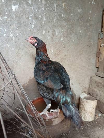 Aseel chicks and Aseel madi available
