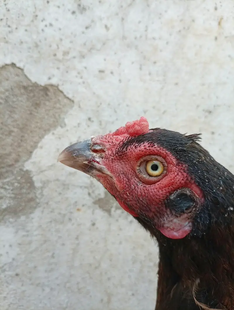 Aseel chicks and Aseel madi available — photo 2