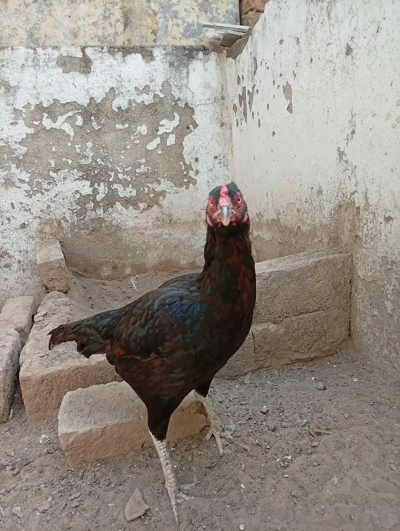 Aseel chicks and Aseel madi available — photo 4