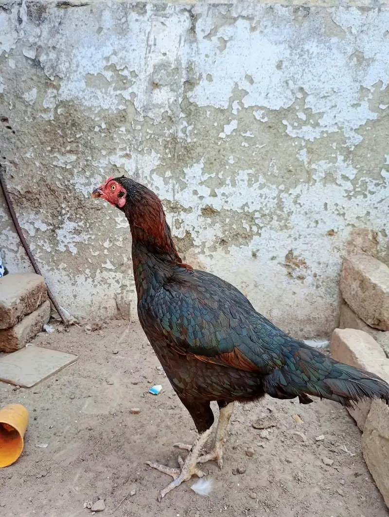 Aseel chicks and Aseel madi available — photo 5