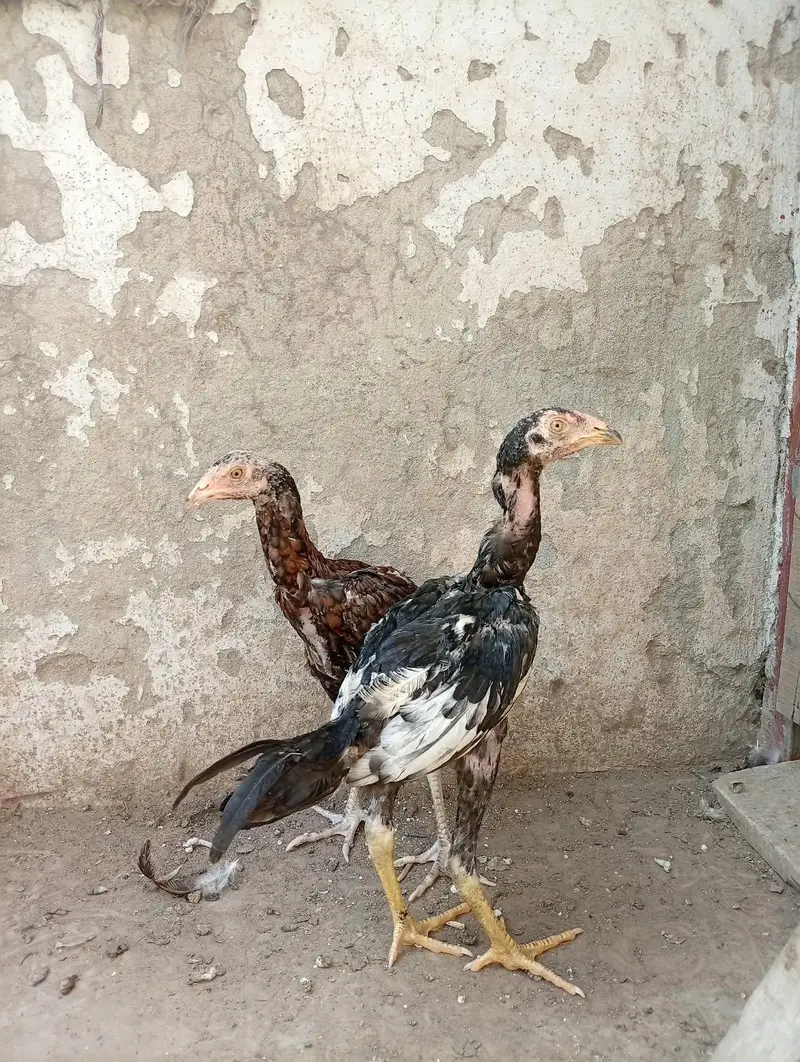 Aseel chicks and Aseel madi available — photo 6