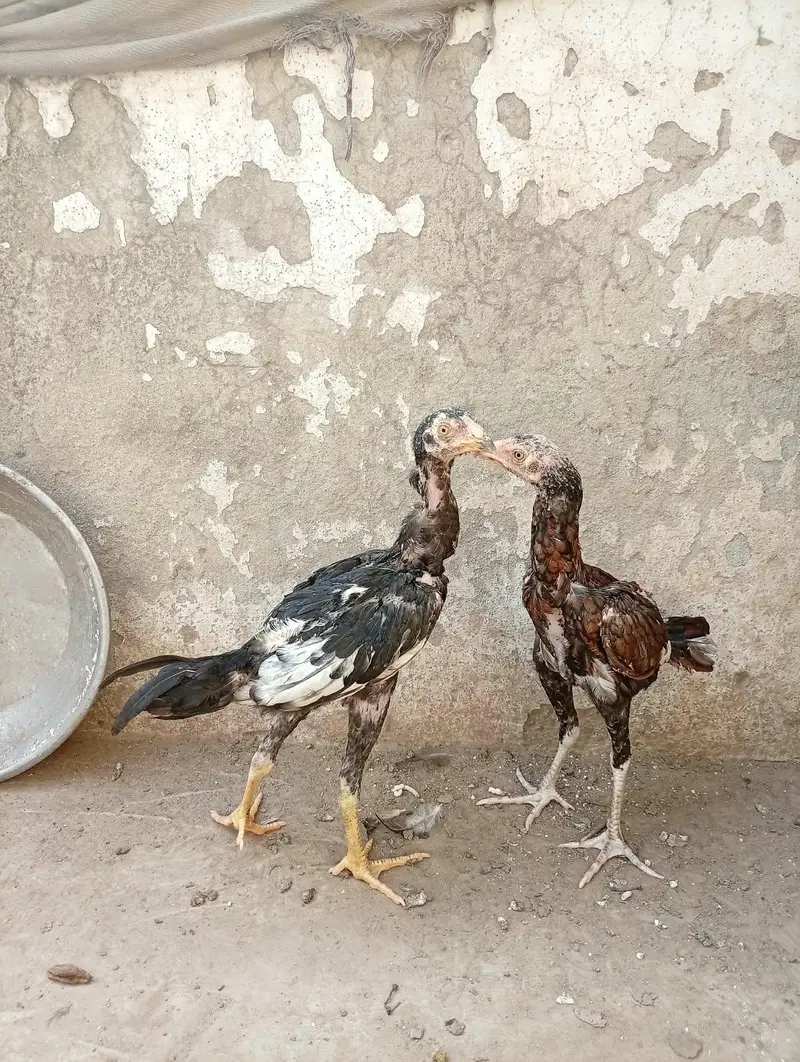 Aseel chicks and Aseel madi available — photo 7