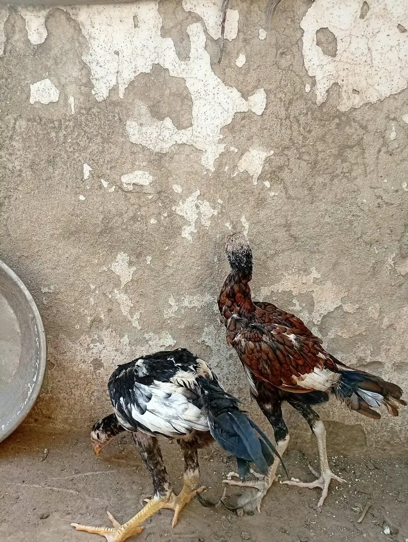 Aseel chicks and Aseel madi available — photo 8