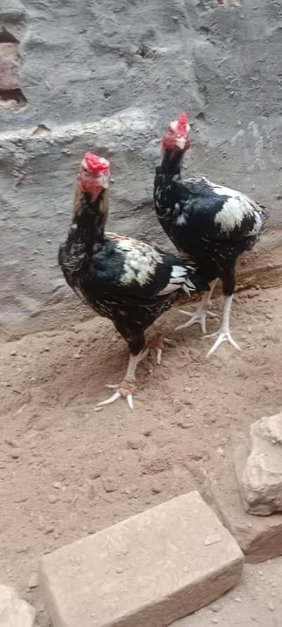 Pure Aseel Murgha & Murghi For Sale in Lahore | Male & Female