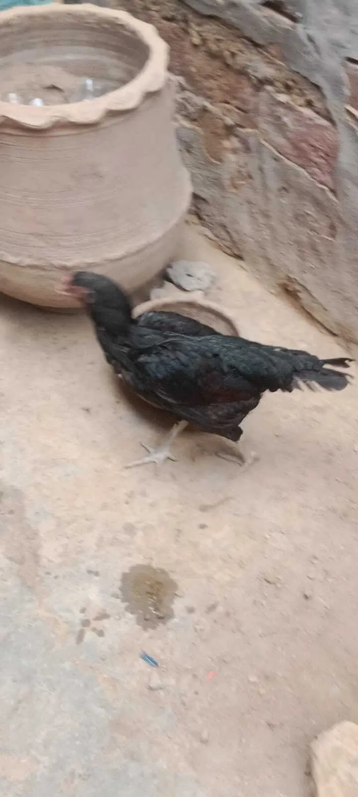 Pure Aseel Murgha & Murghi For Sale in Lahore | Male & Female — photo 2