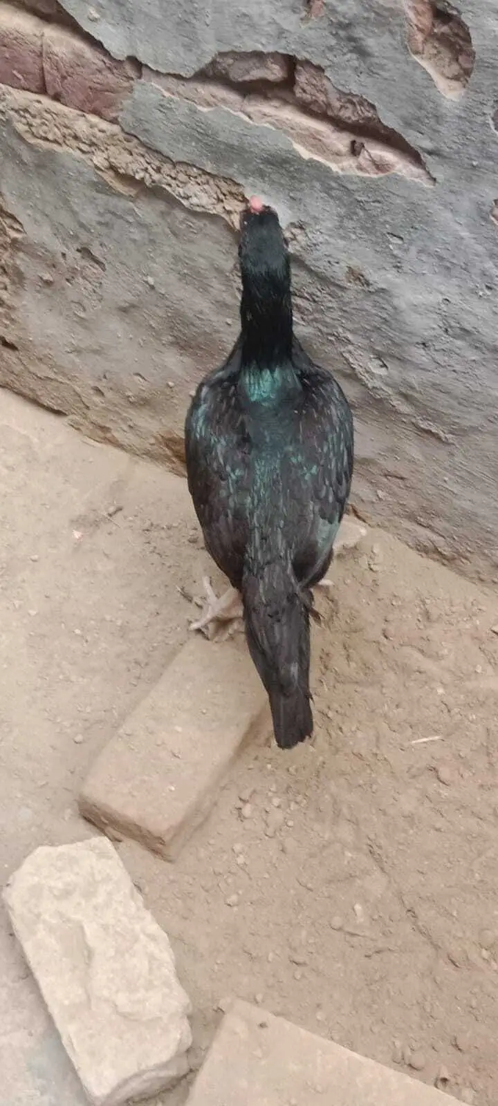 Pure Aseel Murgha & Murghi For Sale in Lahore | Male & Female — photo 3