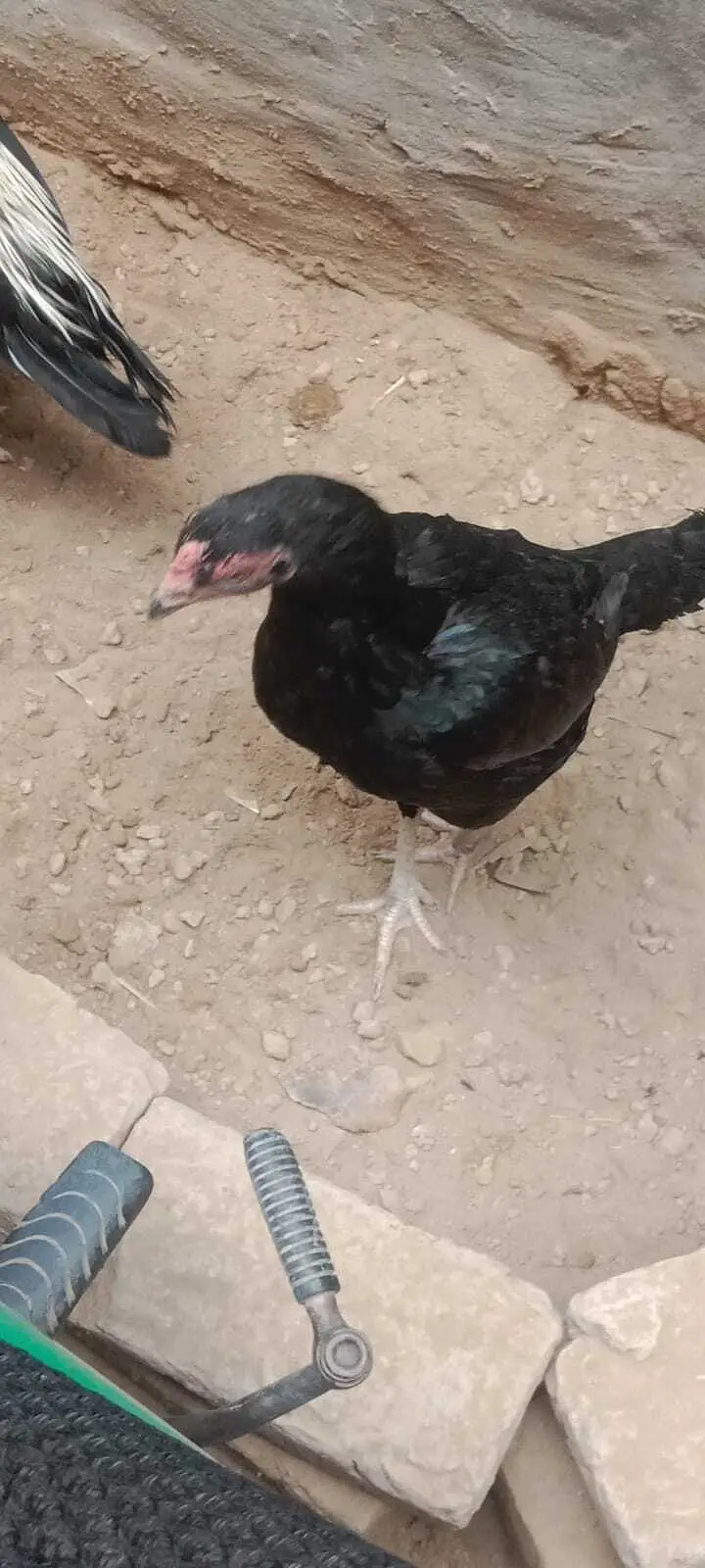 Pure Aseel Murgha & Murghi For Sale in Lahore | Male & Female — photo 4
