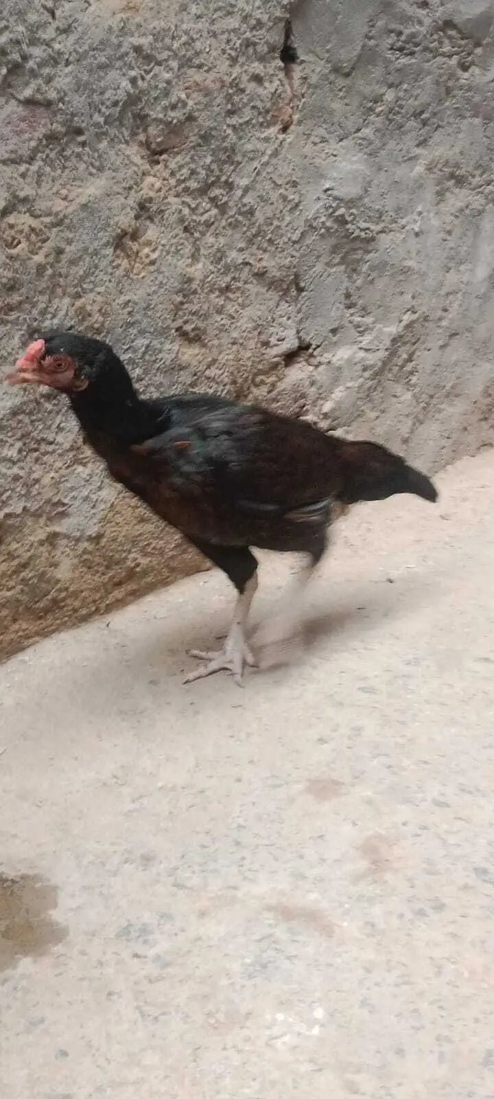 Pure Aseel Murgha & Murghi For Sale in Lahore | Male & Female — photo 6