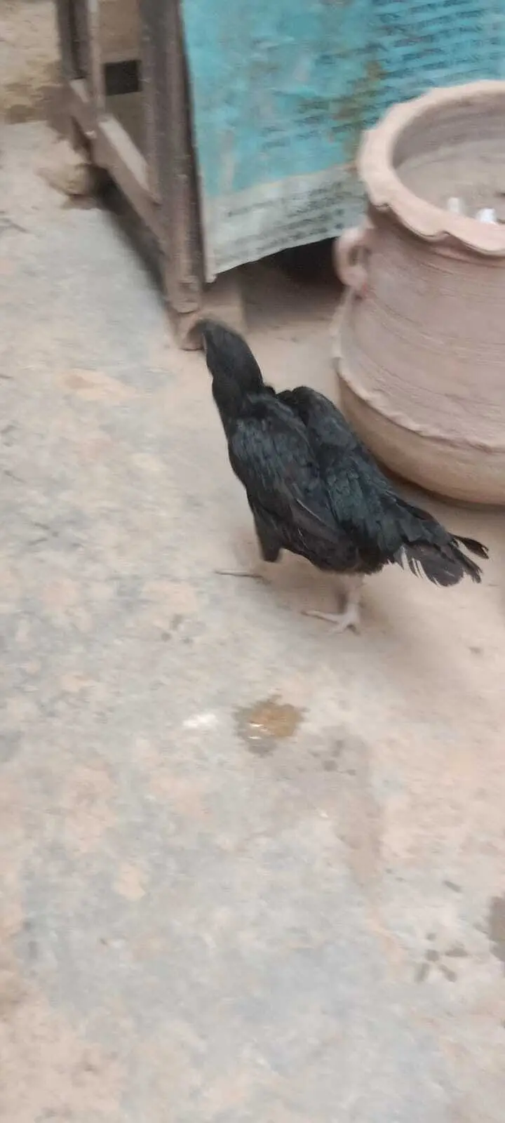 Pure Aseel Murgha & Murghi For Sale in Lahore | Male & Female — photo 7