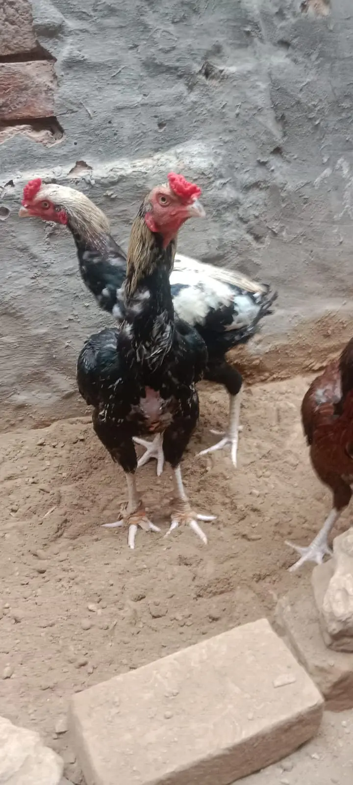 Pure Aseel Murgha & Murghi For Sale in Lahore | Male & Female — photo 8