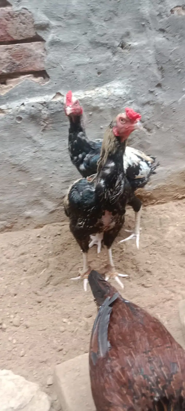 Pure Aseel Murgha & Murghi For Sale in Lahore | Male & Female — photo 9