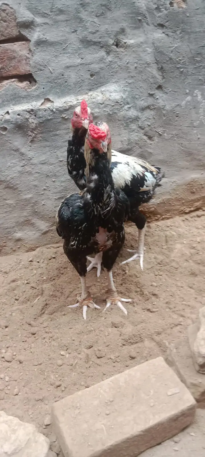 Pure Aseel Murgha & Murghi For Sale in Lahore | Male & Female — photo 10