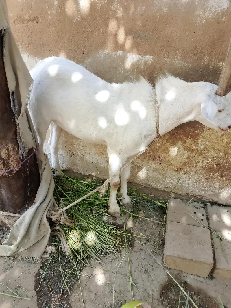 GOAT'S — photo 2