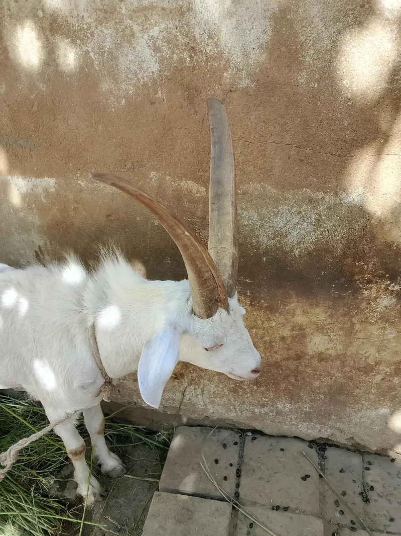 GOAT'S — photo 3