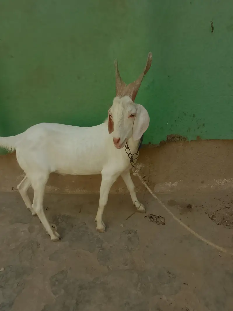 GOAT'S — photo 5