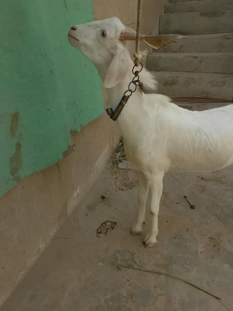 GOAT'S — photo 6