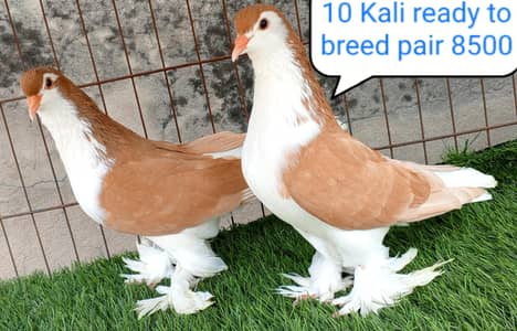 fancy pigeons/swallow/fantail/Jacobin/frillback/lahori sherazi/norwich