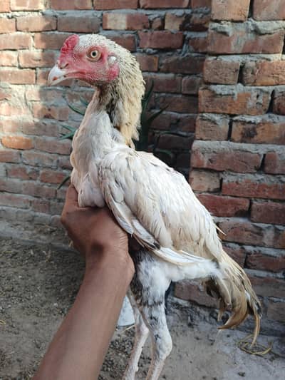 8 month  pure pakistani aseel pathA
