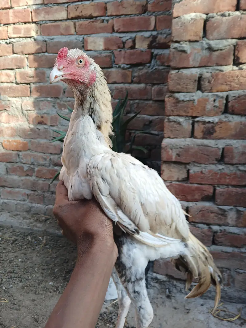 8 month  pure pakistani aseel pathA — photo 2