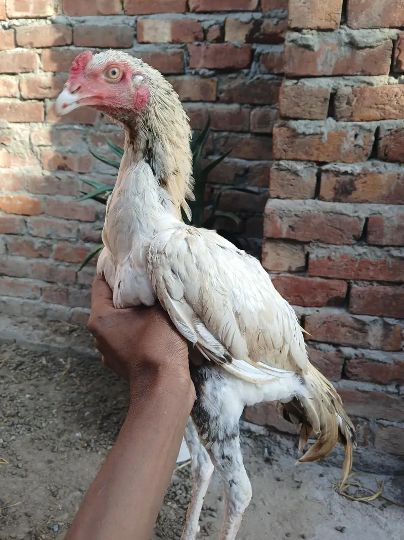 8 month  pure pakistani aseel pathA — photo 3
