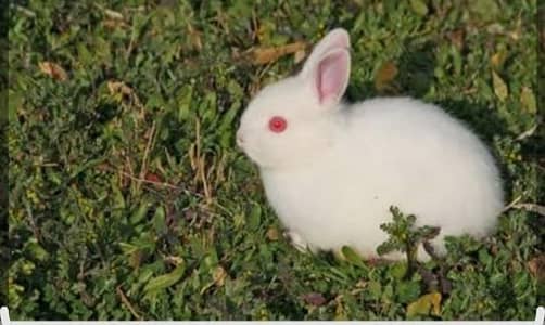 Rabbit for urgent sale 03234950264