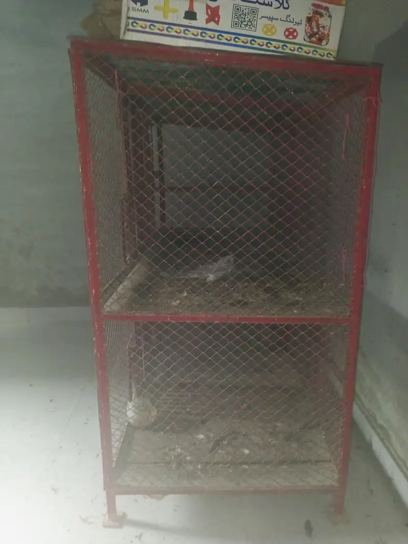 **bird cage / iron cage / hens cage / pigeon / cat / parrot pinjra — photo 5