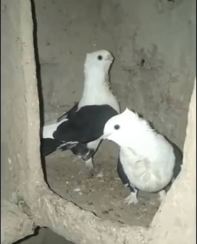 Sentient Breeder Pair