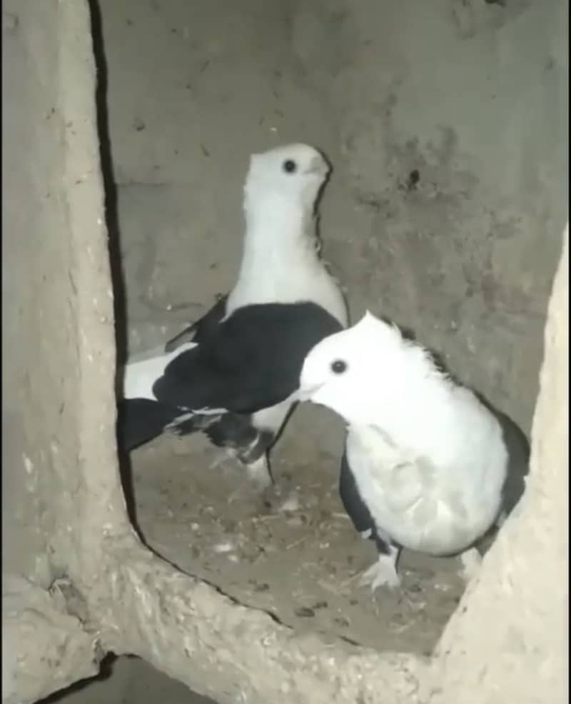 Sentient Breeder Pair 0