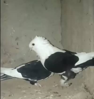 Sentient Breeder Pair