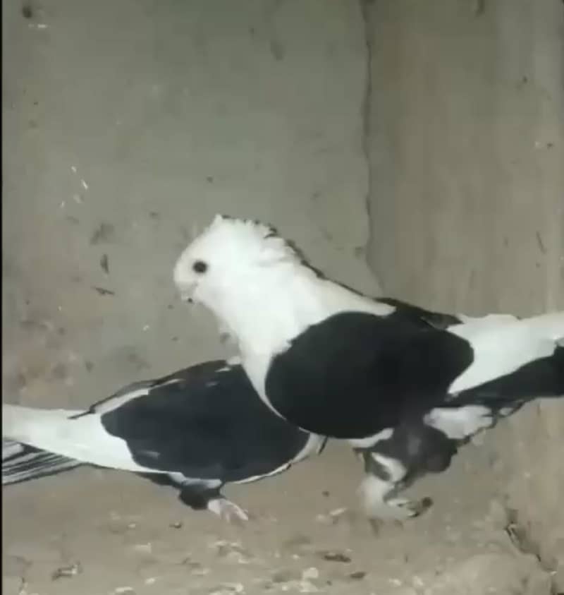 Sentient Breeder Pair 1