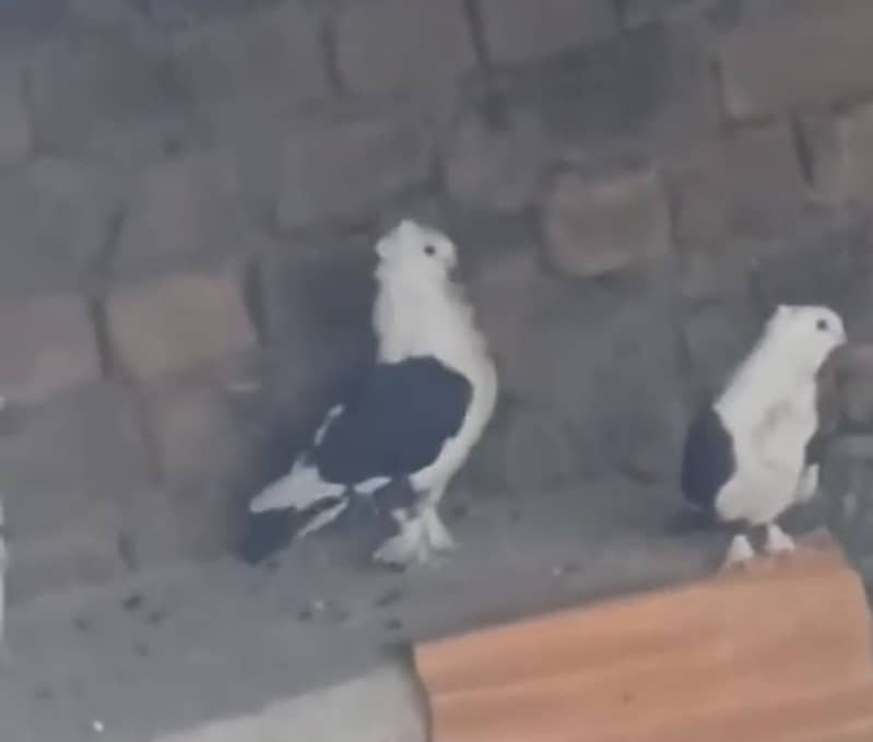 Sentient Breeder Pair 2