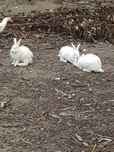 rabbits for sale
