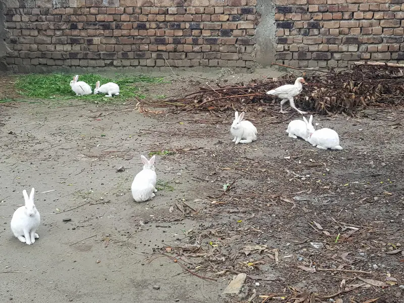 rabbits for sale — photo 2
