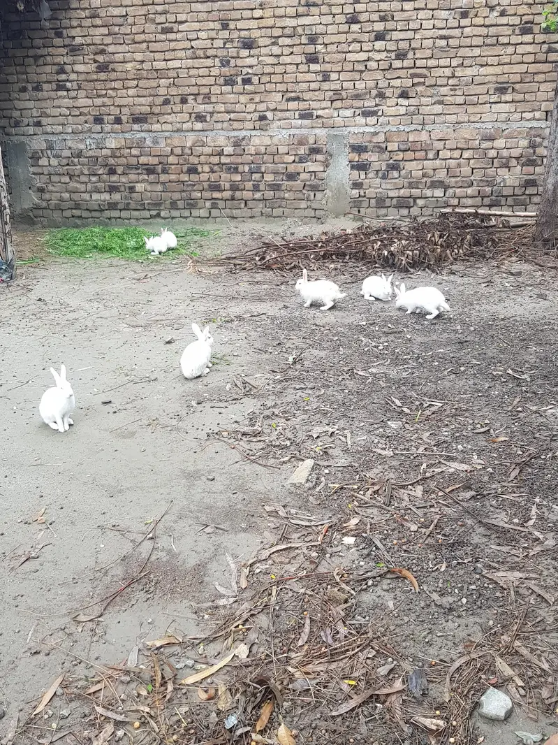rabbits for sale — photo 3