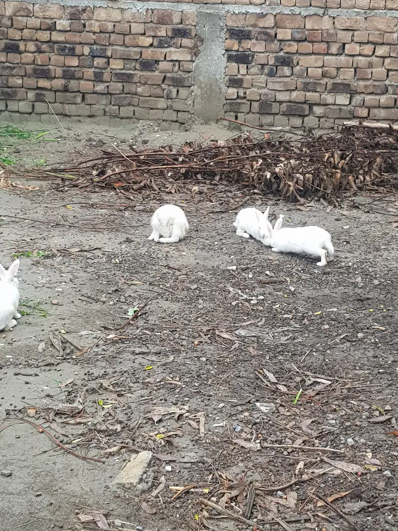 rabbits for sale — photo 4