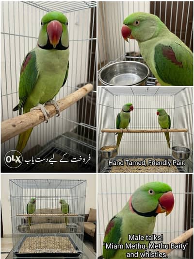 Talking Raw Parrot Pair (Alexandrine) – Hand Tamed & Super Friendly
