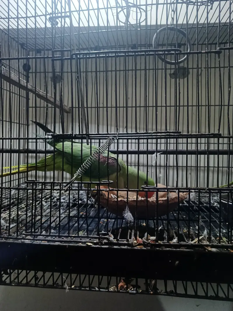 Talking Raw Parrot Pair (Alexandrine) – Hand Tamed & Super Friendly — photo 2