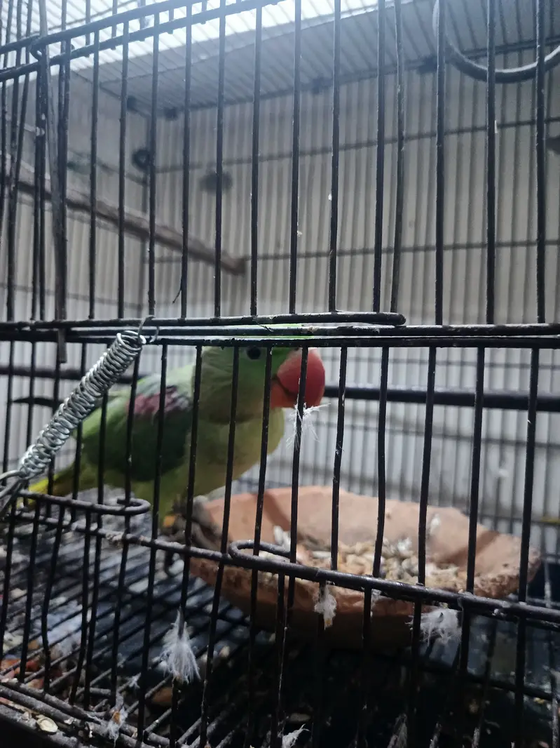 Talking Raw Parrot Pair (Alexandrine) – Hand Tamed & Super Friendly — photo 3