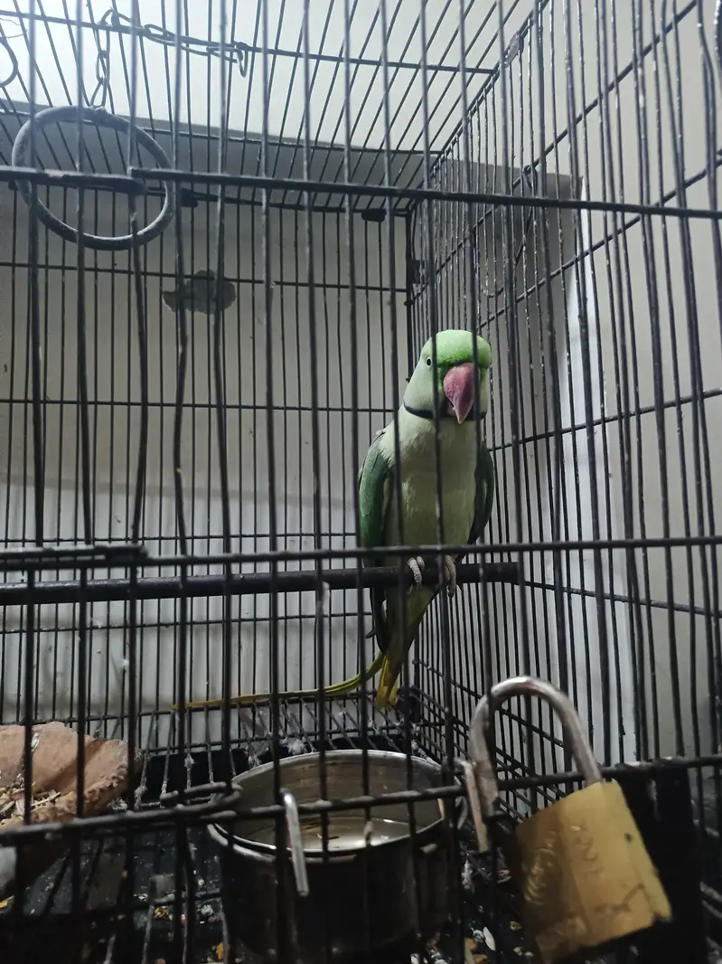 Talking Raw Parrot Pair (Alexandrine) – Hand Tamed & Super Friendly — photo 4