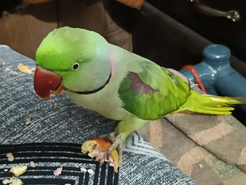 Talking Raw Parrot Pair (Alexandrine) – Hand Tamed & Super Friendly — photo 5