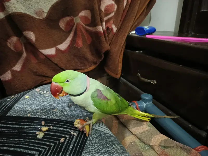 Talking Raw Parrot Pair (Alexandrine) – Hand Tamed & Super Friendly — photo 6