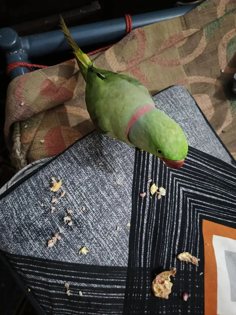 Talking Raw Parrot Pair (Alexandrine) – Hand Tamed & Super Friendly — photo 7