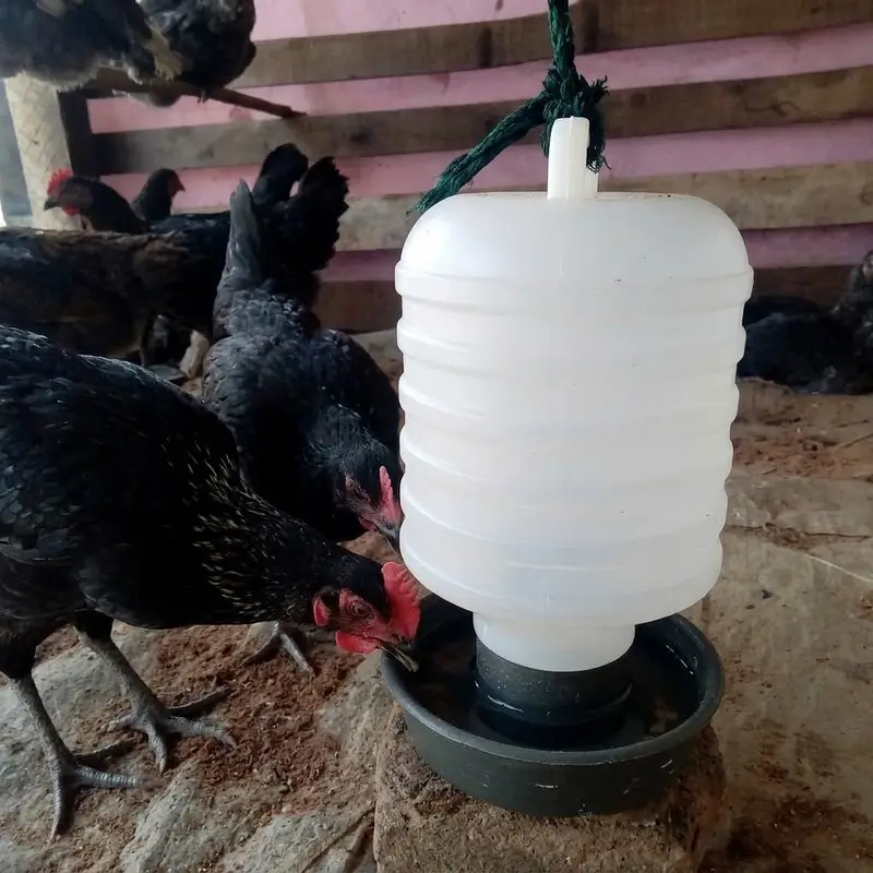 Premium quality drinker for chickens — photo 2