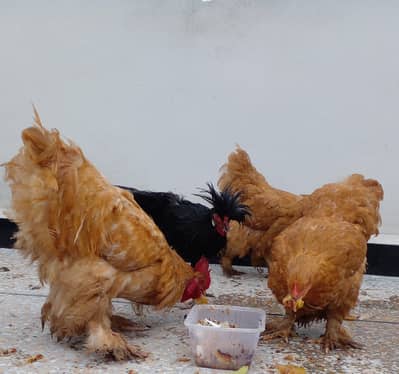 Golden buff healthy 1 male 2 females  abi eggs dyn gye full activities