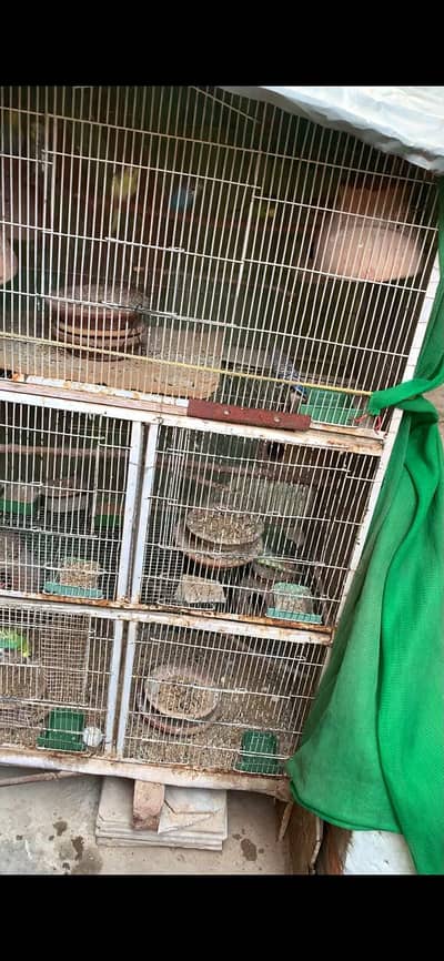 budgie COLONY with cage