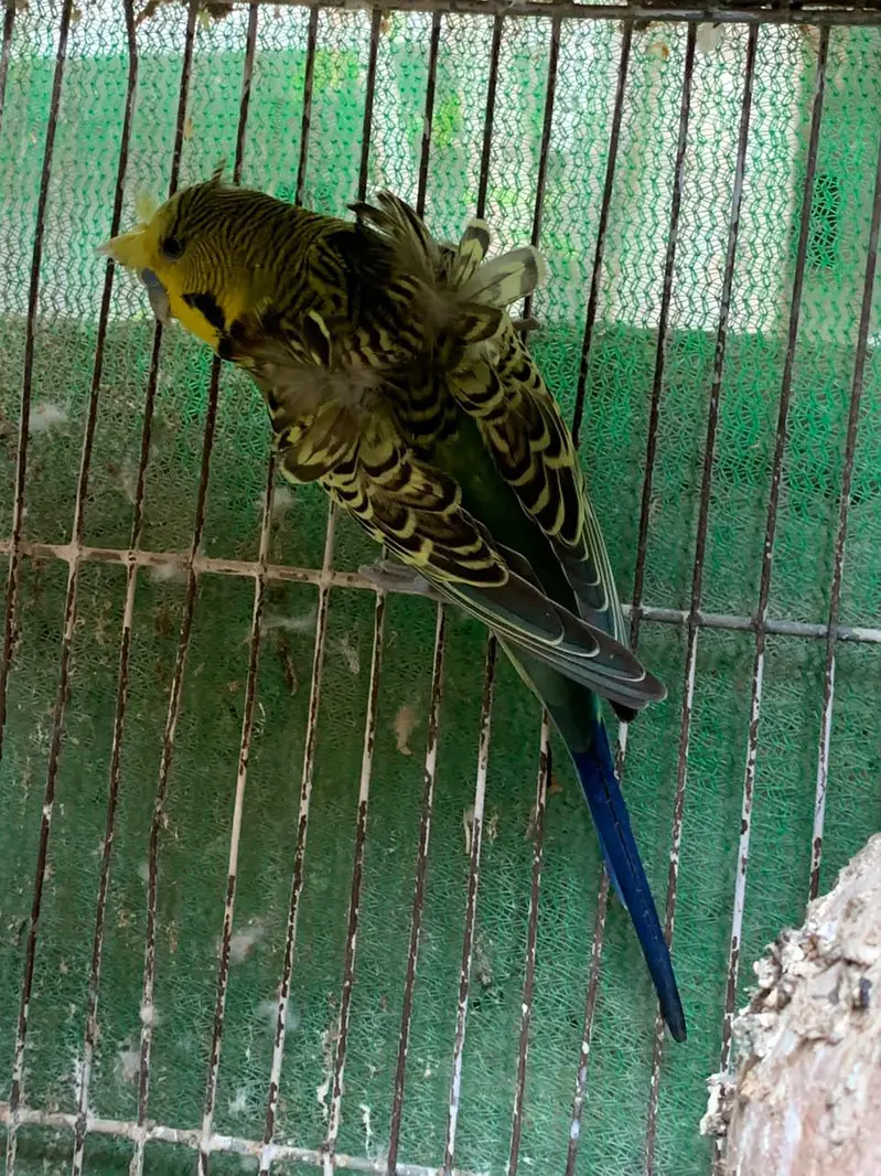 budgie COLONY with cage — photo 2