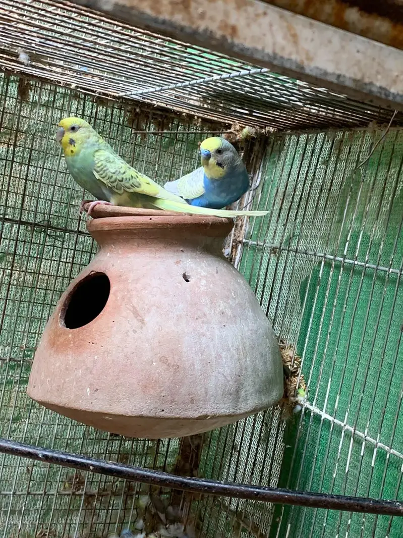 budgie COLONY with cage — photo 3