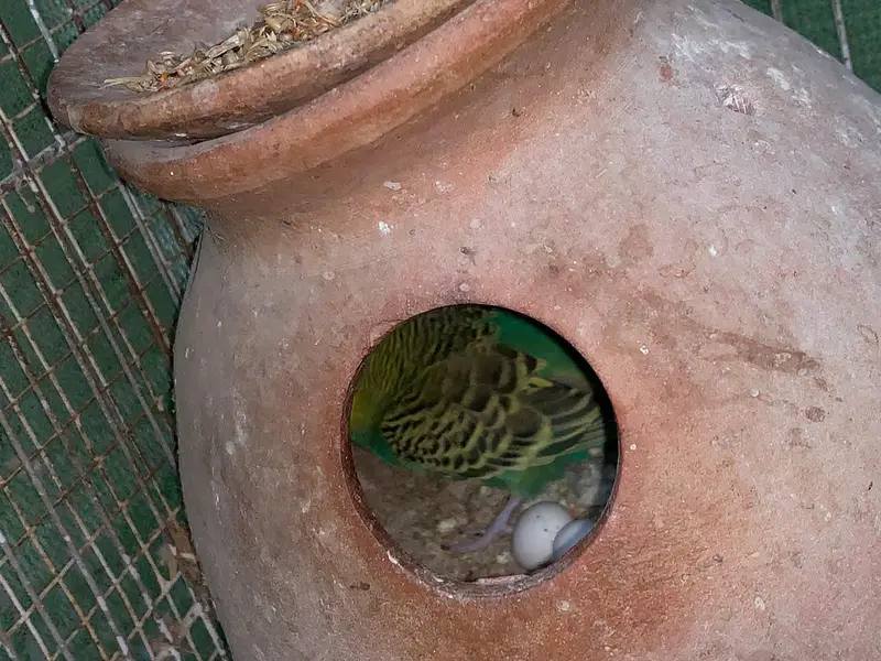 budgie COLONY with cage — photo 4